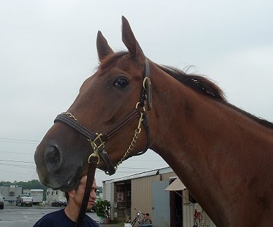 "A Flash" is a four year-old Thoroughbred for sale. He is currently racing.