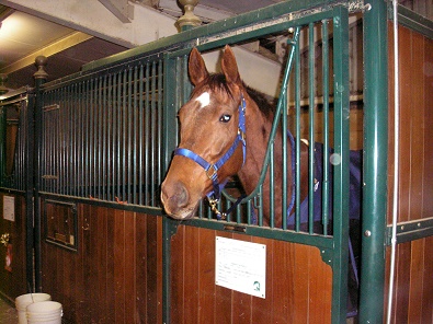 Alley Flash arrived safely to Colorado in the middle of a snow storm.