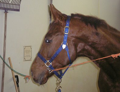 Former race horse - Alley Flash and his new mom. February 2007. 