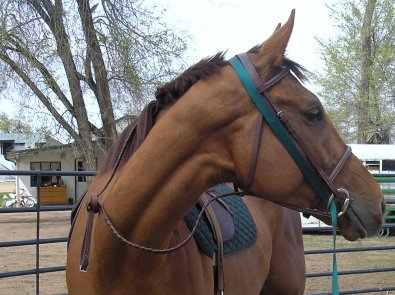 Alley Flash - April 1, 2007