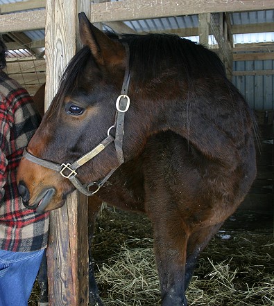 Acanthium is Greek for Thistle who is the dam of our Prospect Horse for Sale nicknamed "Andy".