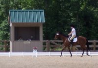 Artic Vic finished fifth at his first dressage show! 