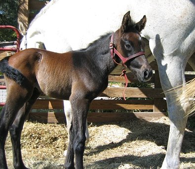 Artrageous' first foal is a colt! March 6, 2008