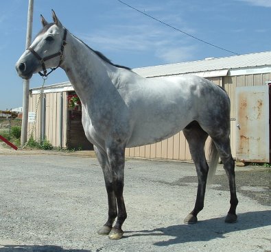 Gray Thoroughbred horse for sale.