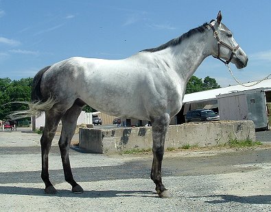 Call for more information on this grey gelding.