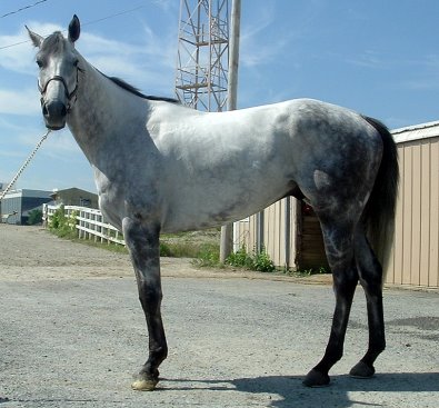 OTTB- gray horse for sale.