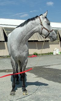 17 hand dappled grey horse for sale - Be Charmed
