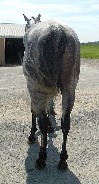 Big boned gray gelding for sale