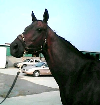 "Brite" is a son of Dynaformer whose stud fee is $100,000!