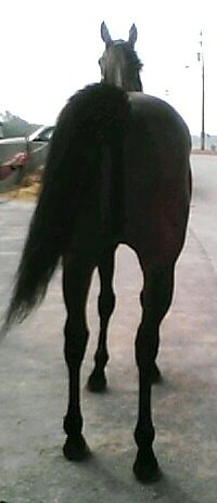 "Brite" is a son of Dynaformer whose stud fee is $100,000!