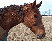 Brother Darcy is the FULL BROTHER of Our Boy Darcy. 