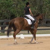 OTTB - Cold Cash makes his dressage debut! 