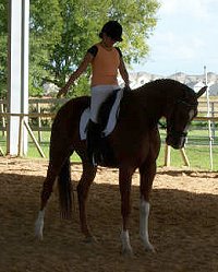 Emee and Cold Cash aka "Cadence" rode two training level tests and scored 63% and 69% and won two blue ribbons! 