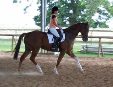 Emee Ermel - "Not bad for my 'Internet horse'&nbsp;"- as people say at the barn! 