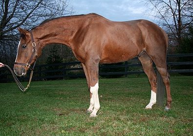 Cash is a seven year-old gelding.