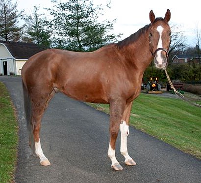 Cash is a seven year-old gelding.