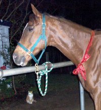 OTTB - Cadence will be learning dressage.