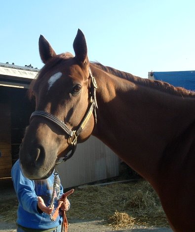 Call for more information. Thoroughbred horse for sale. Needs a home ASAP!