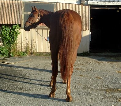 Call for more information. Thoroughbred horse for sale. Needs a home ASAP!