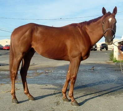 Call for more information. Thoroughbred horse for sale. Needs a home ASAP!