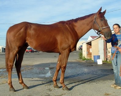 Call for more information. Thoroughbred horse for sale. Needs a home ASAP!