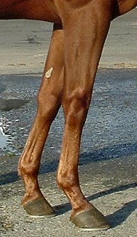 Thoroughbred horse for sale - Charlie Far needs a home ASAP! 