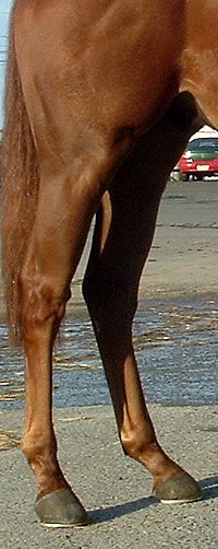 Thoroughbred horse for sale - Charlie Far needs a home ASAP! 