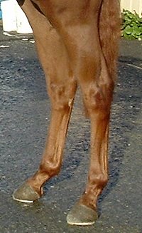 Thoroughbred horse for sale - Charlie Far needs a home ASAP! 