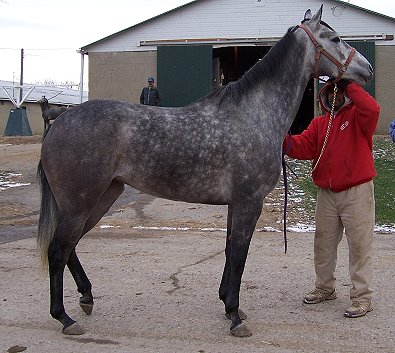 Call for more information on this gray horse for sale.