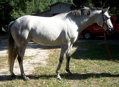 Grey Mare For Sale - Thoroughbred OTTB - Cherish the Groom. Grey Mare For Sale - Thoroughbred OTTB - Cherish the Groom.