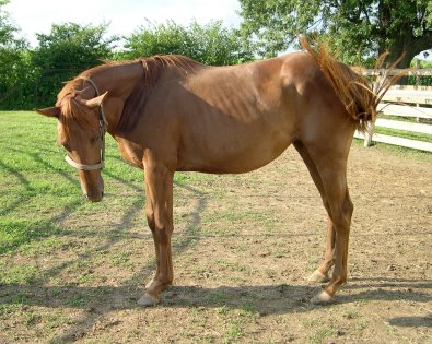 "Will I EVER get my figure back?" - My Gal Gussy. July 2006 