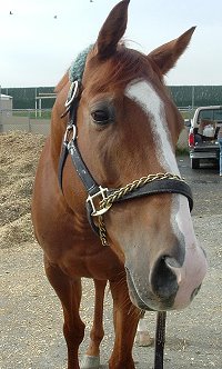 This is a really nice horse!