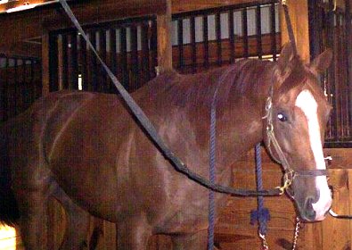 OTTB - Dr. Kenny Winn stands quietly in the cross ties.