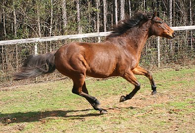 Eddy's Departure is looking for someone to love and ride him.