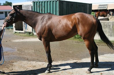 Beautiful bay Thoroughbred gelding for sale.