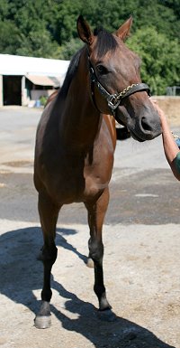 Bay Thoroughbred for sale.