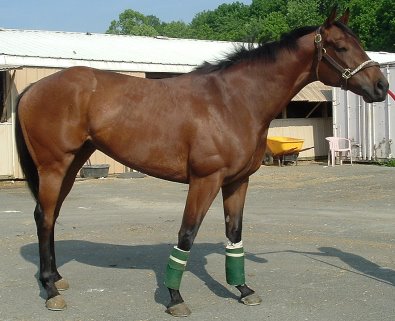 OTTB - Green Riches