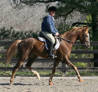 Hollywood Vic will make an excellent event horse or fox hunter.