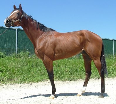 Justintrepid is now an off-the-track Thoroughbred!
