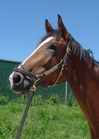 Justintrepid is now an off-the-track Thoroughbred!