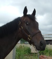 Thoroughbred horse for sale. - 16.1 hands dark bay