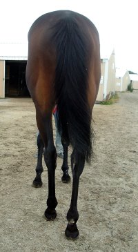 Bay horse for sale.