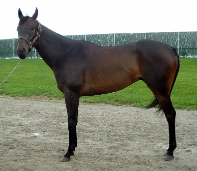 Thoroughbred horse for sale. - 16.1 hands dark bay
