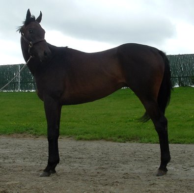 Thoroughbred horse for sale. - 16.1 hands dark bay