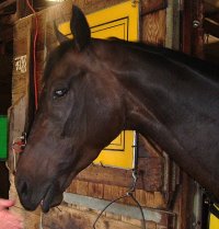 Bay horse for sale.