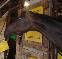 Bay horse for sale.