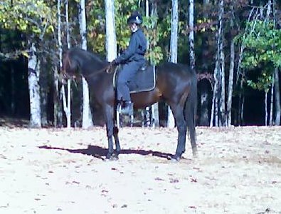OTTB Mister Goyo in training to be a sport horse.
