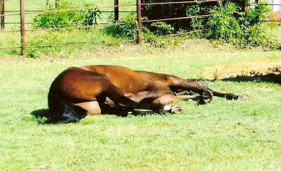 Mr. Mully took chance to rest during a two day lay over at Kristin's grandpa's ranch in Texas. 