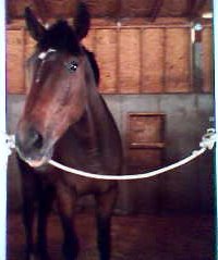 OTTB - Mr Mully - Hello sunshine