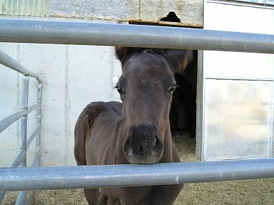 Mr. Mully is Mr. Mom